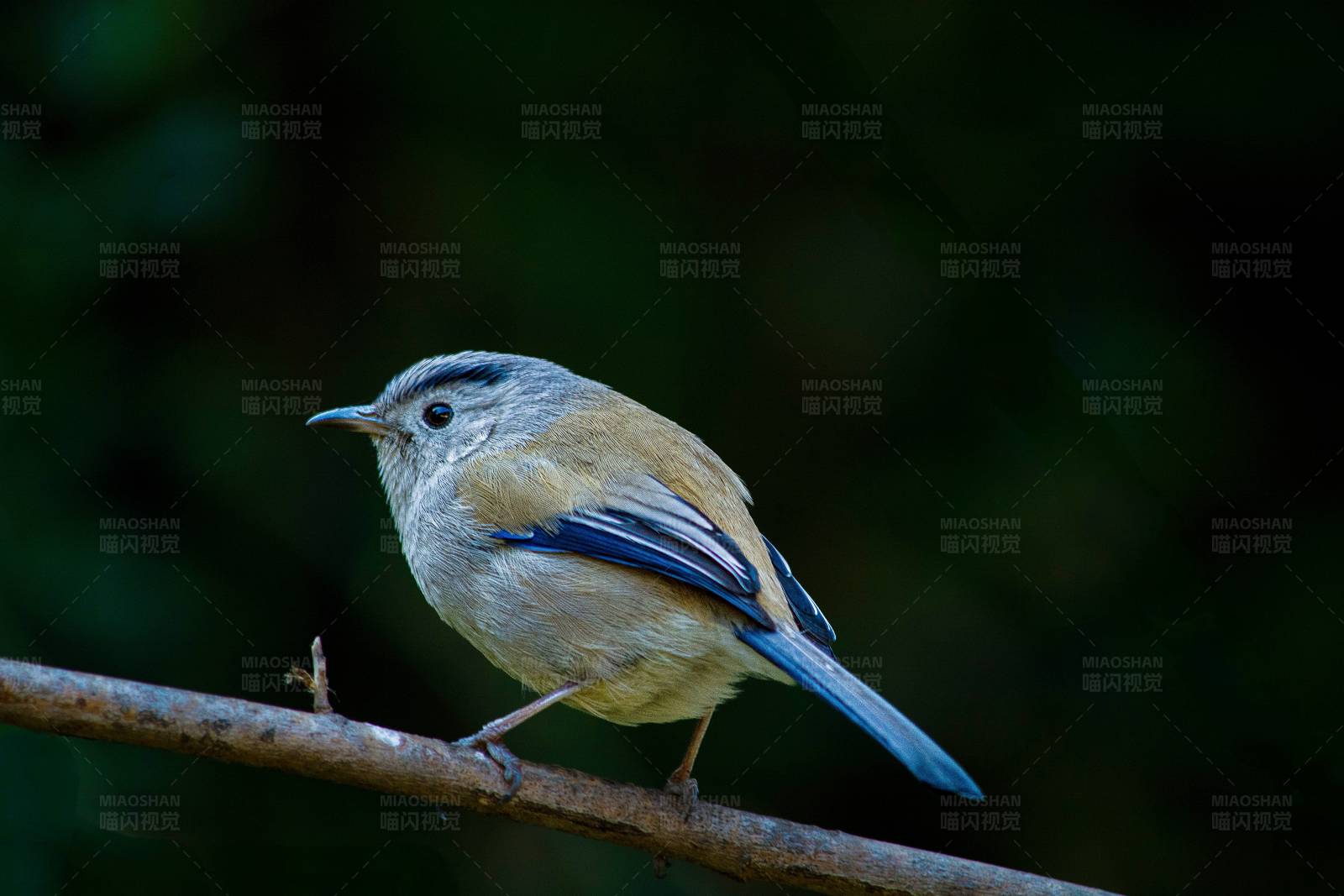 蓝翅希鹛特写镜头图片