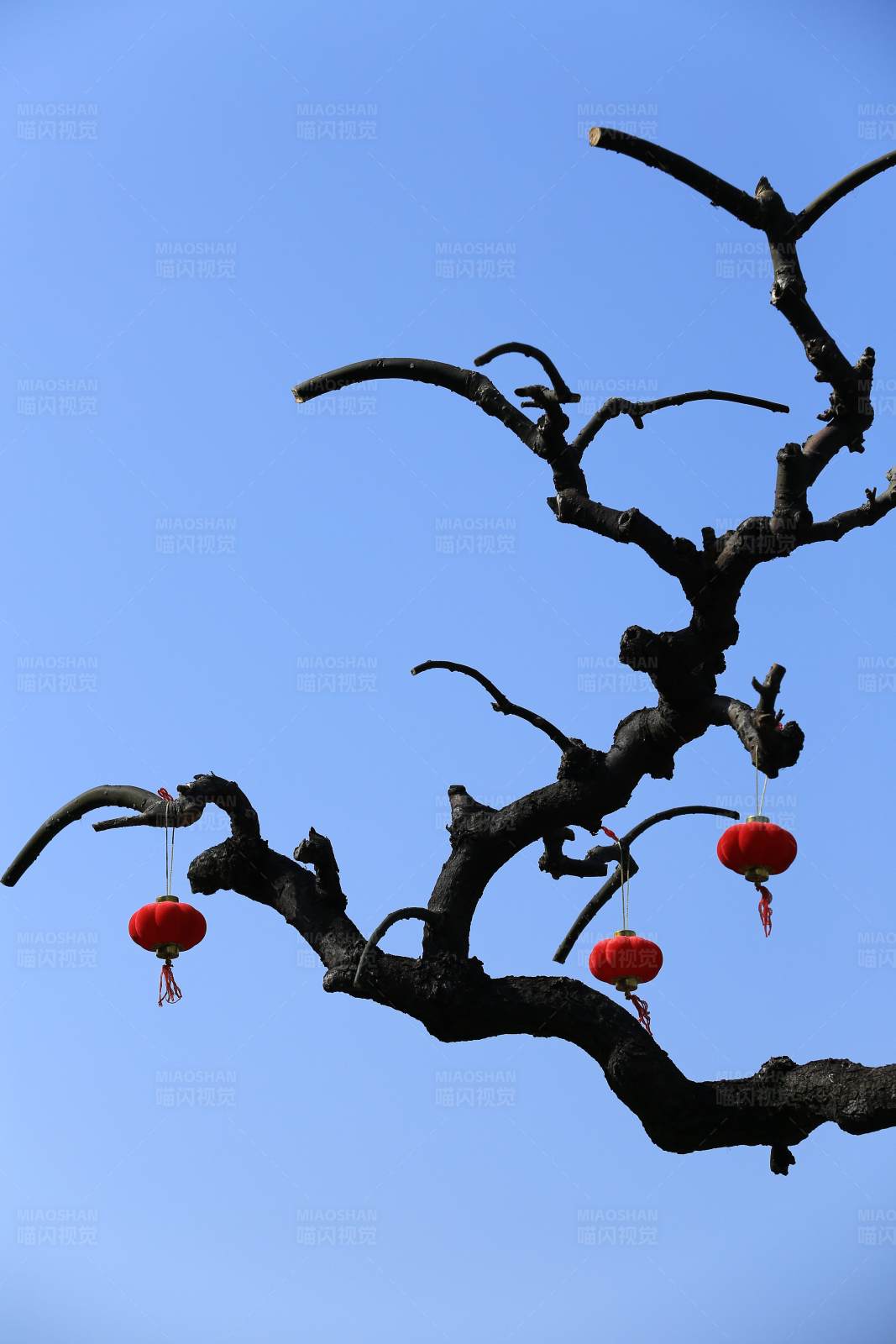 红灯笼挂枝头图片