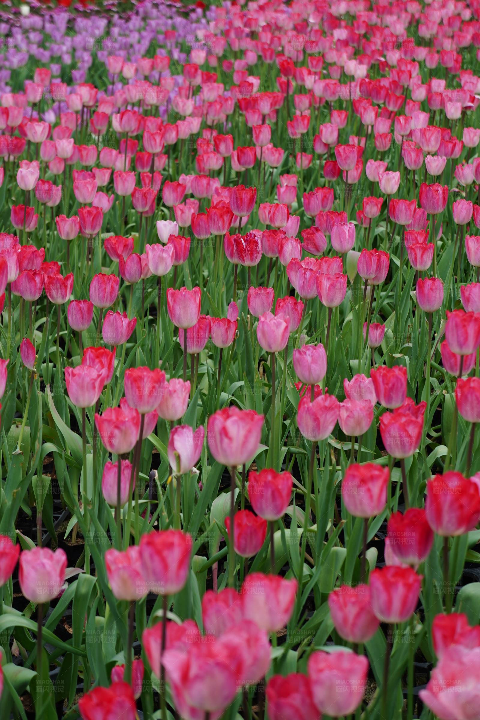 粉色郁金香花海图片