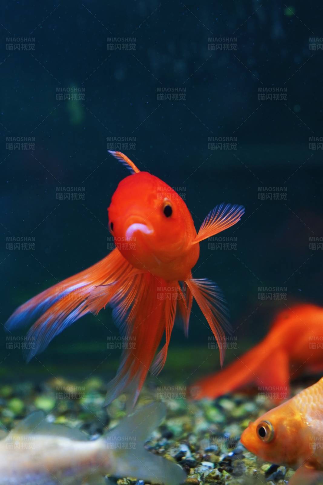 金鱼水中游图片