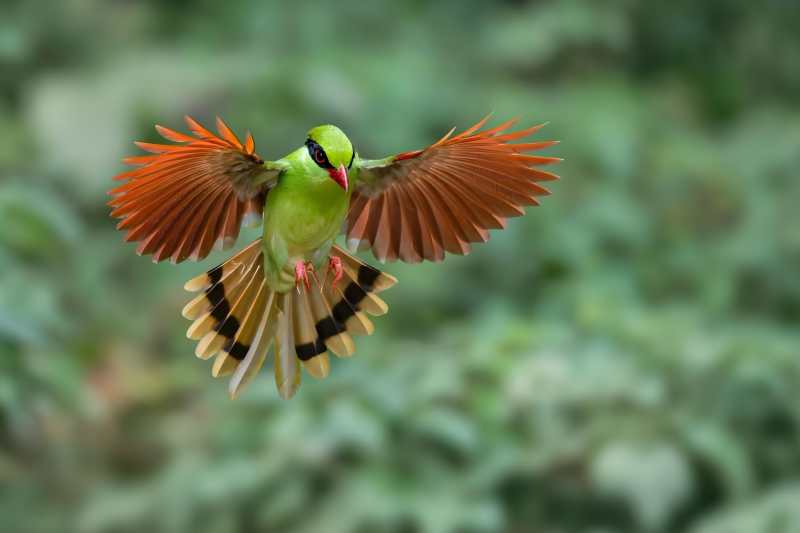 飞翔的彩色鸟一一印支绿鹊图片
