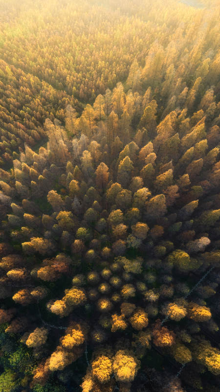 金色森林俯瞰图图片