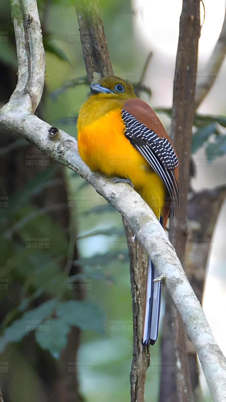 热带雨林中的橙胸咬鹃图片