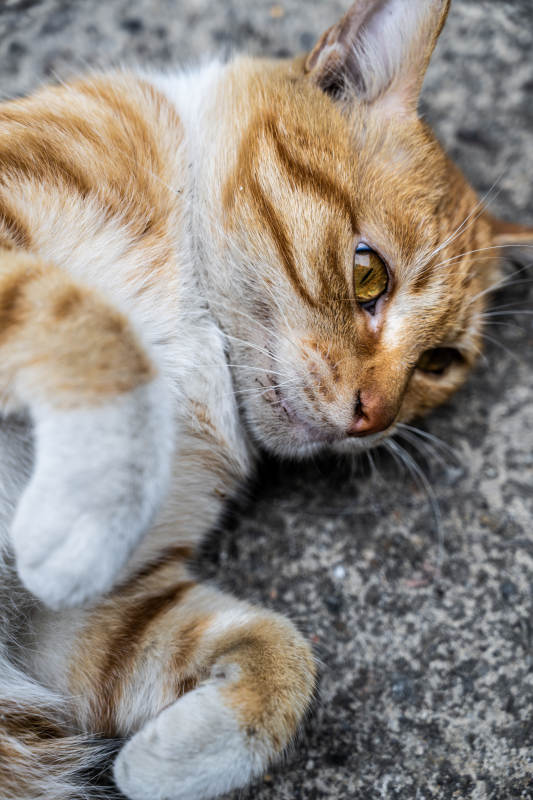 慵懒的橘白猫咪图片