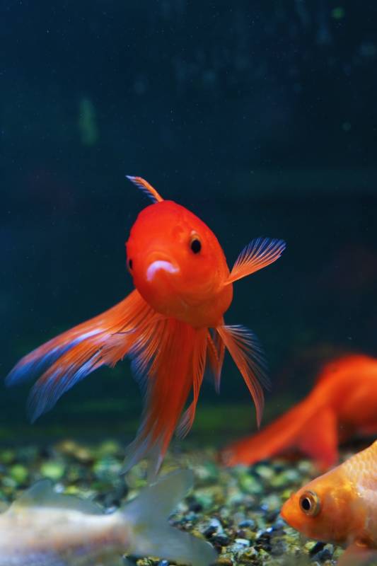 金鱼水中游图片