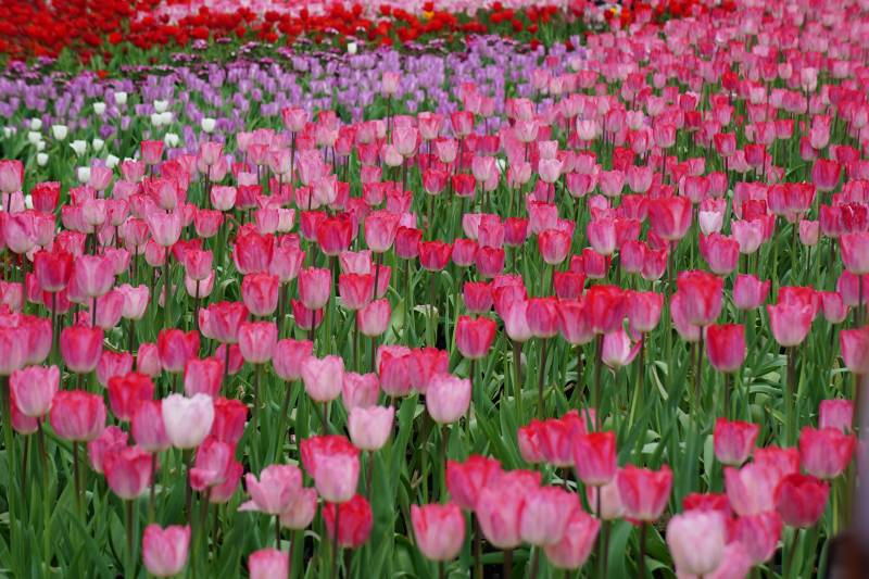 郁金香花海图片