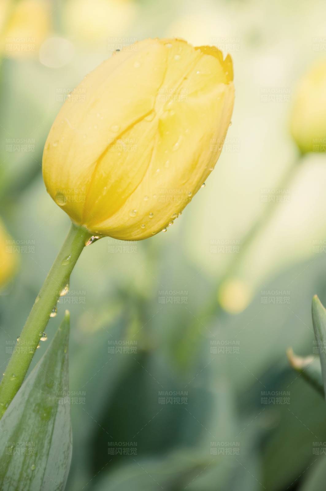 雨后黄郁金香图片