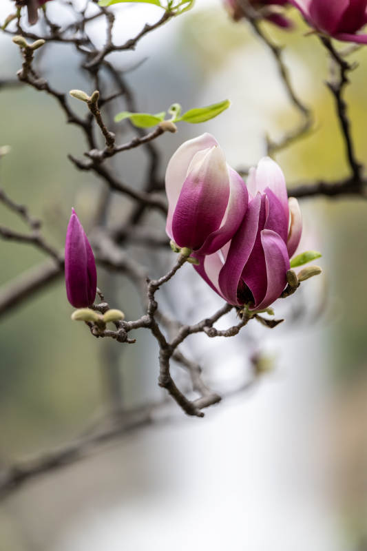 紫玉兰花蕾绽放图片