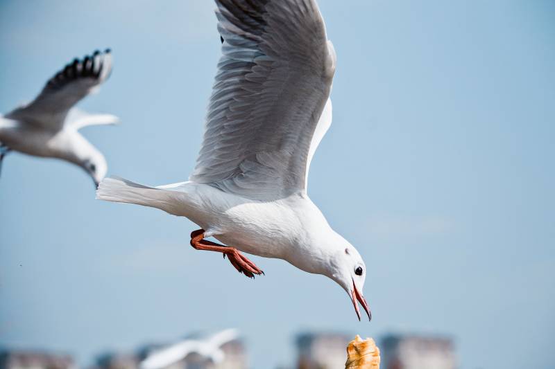 海鸥捕食瞬间图片