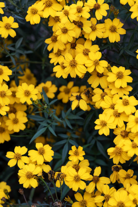 金黄色的花朵绽放图片