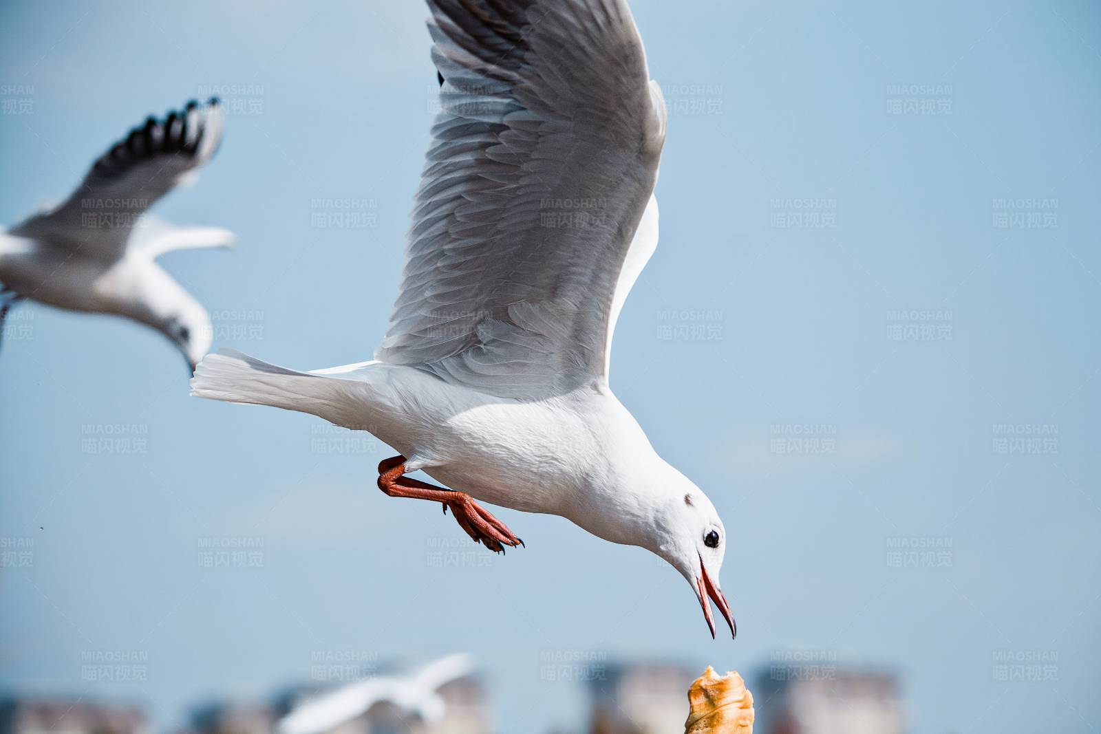 海鸥捕食瞬间图片