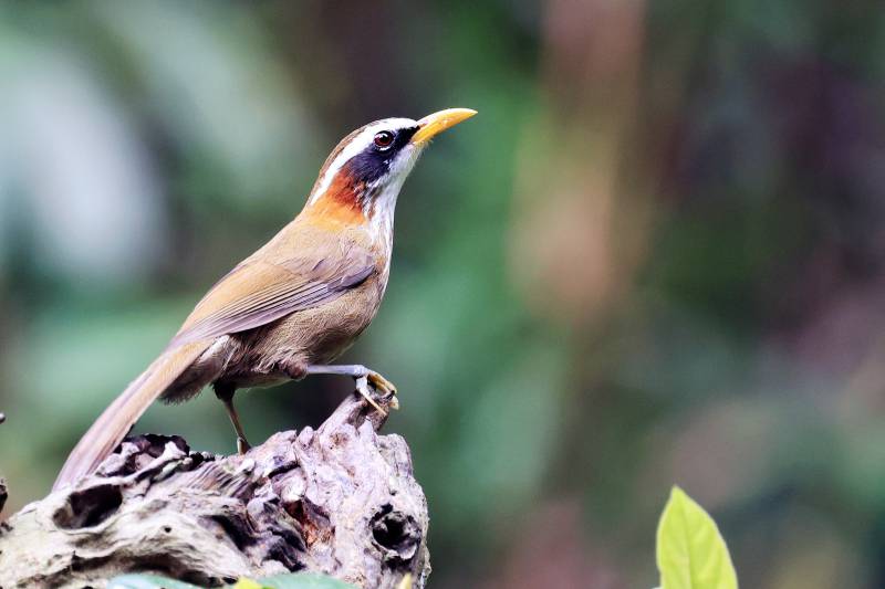棕颈钩嘴鹛 云南普洱鹦鹉村图片