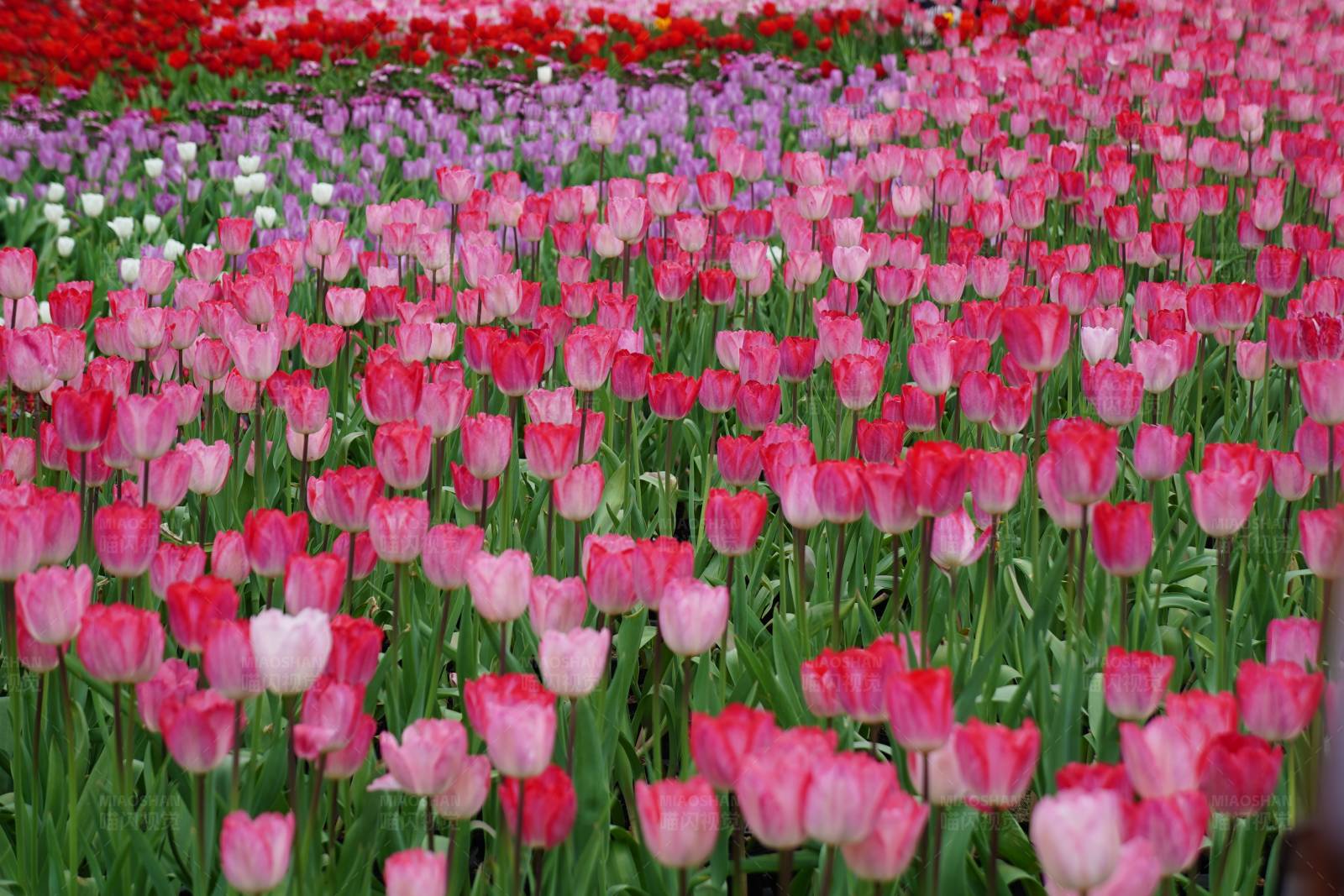 郁金香花海图片