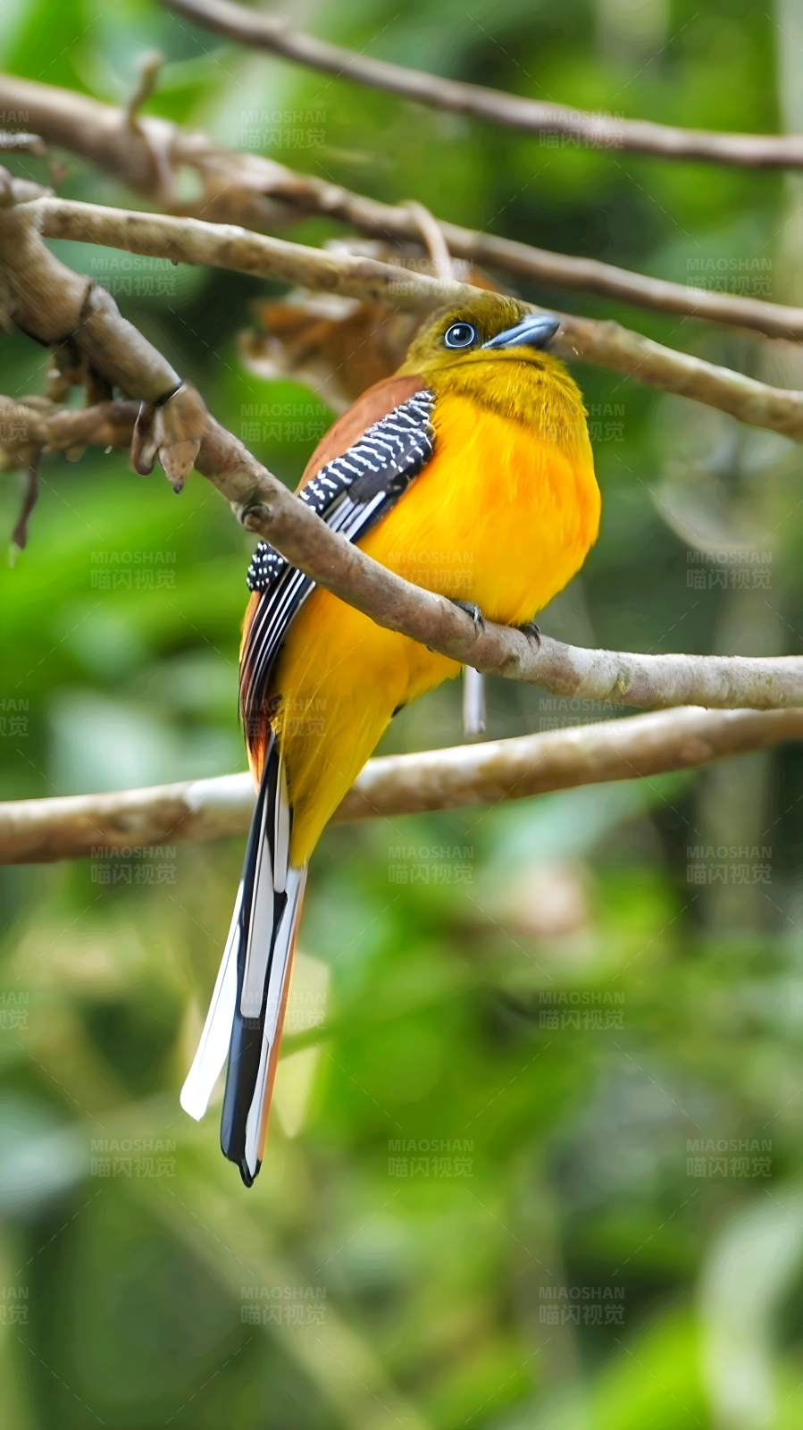 橙胸咬鹃 热带雨林的美丽图片