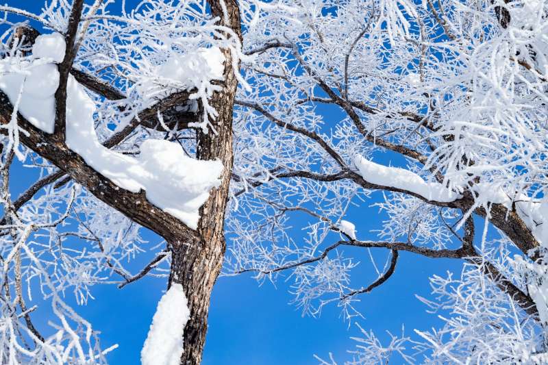 冬日雪景 树枝银装素裹图片