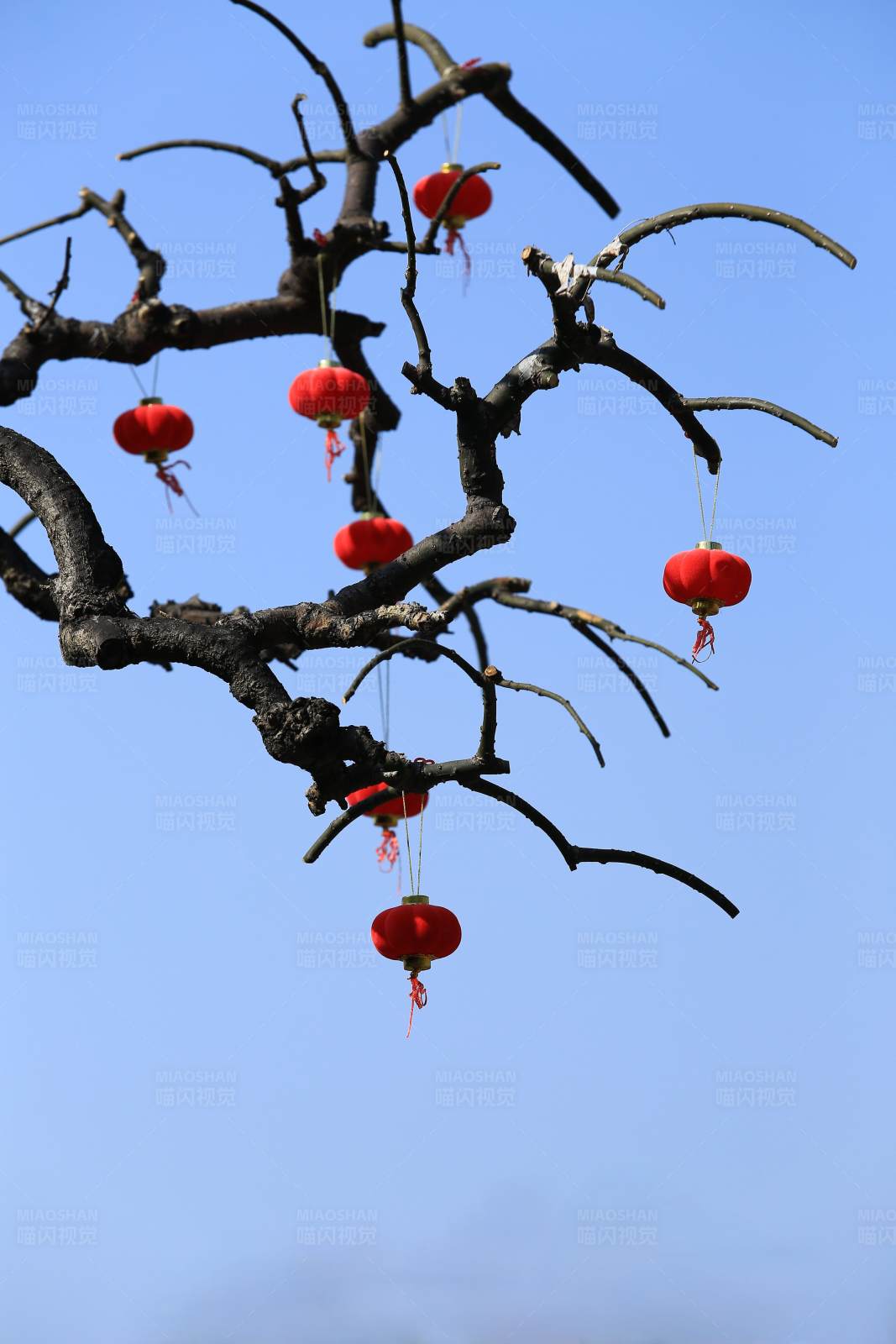 红灯笼挂满枯树枝图片