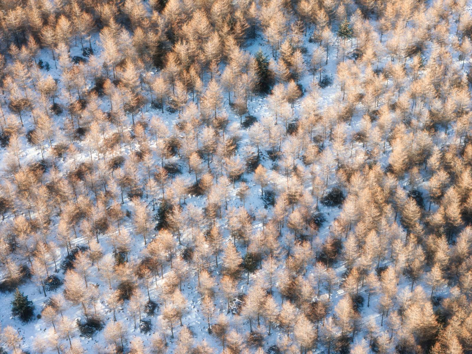 冬日森林雪景图片