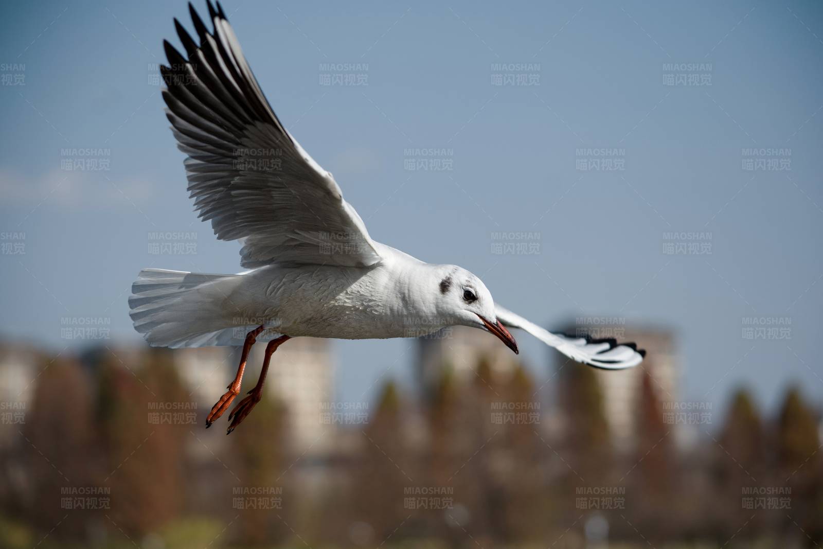 飞翔的海鸥图片