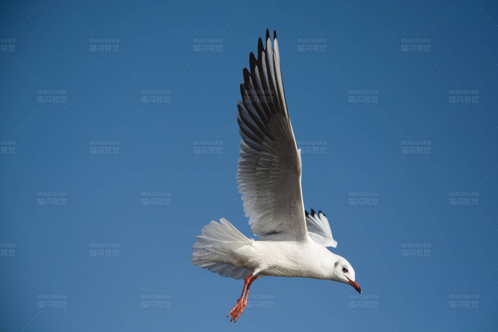 翱翔蓝天的海鸥图片