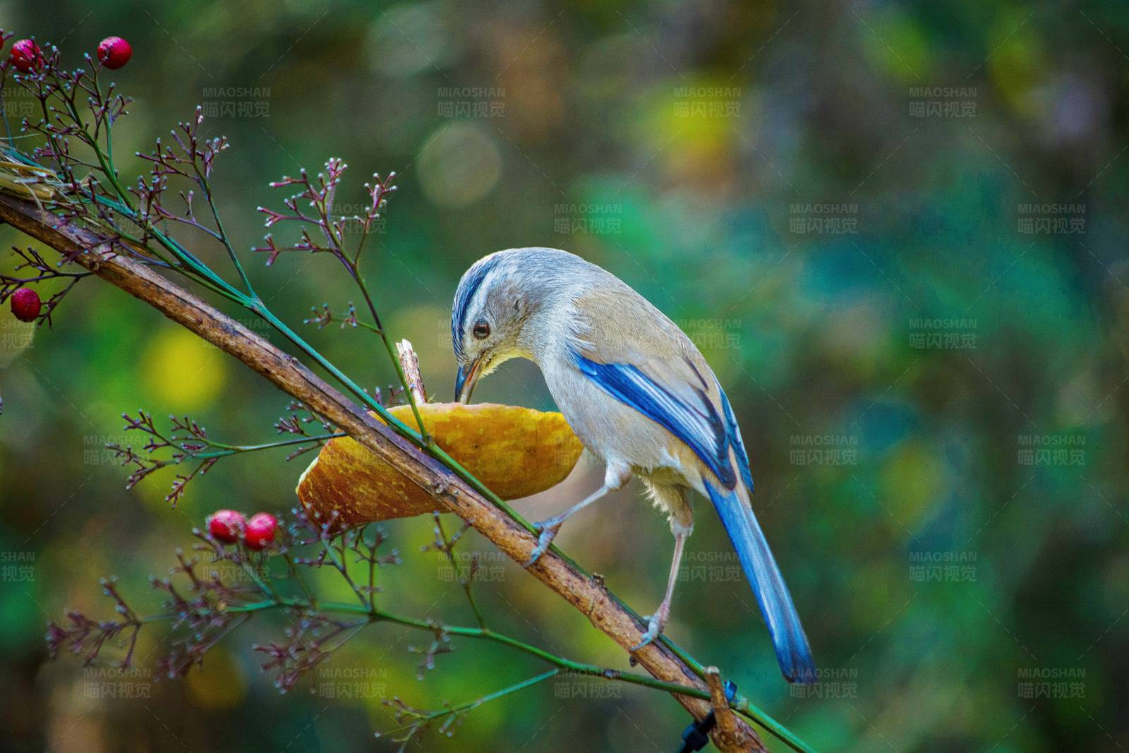 鸟儿与果实图片