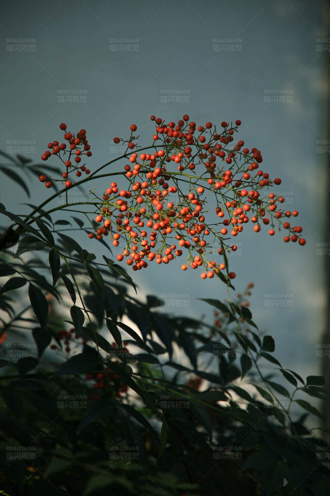 红果满枝头图片