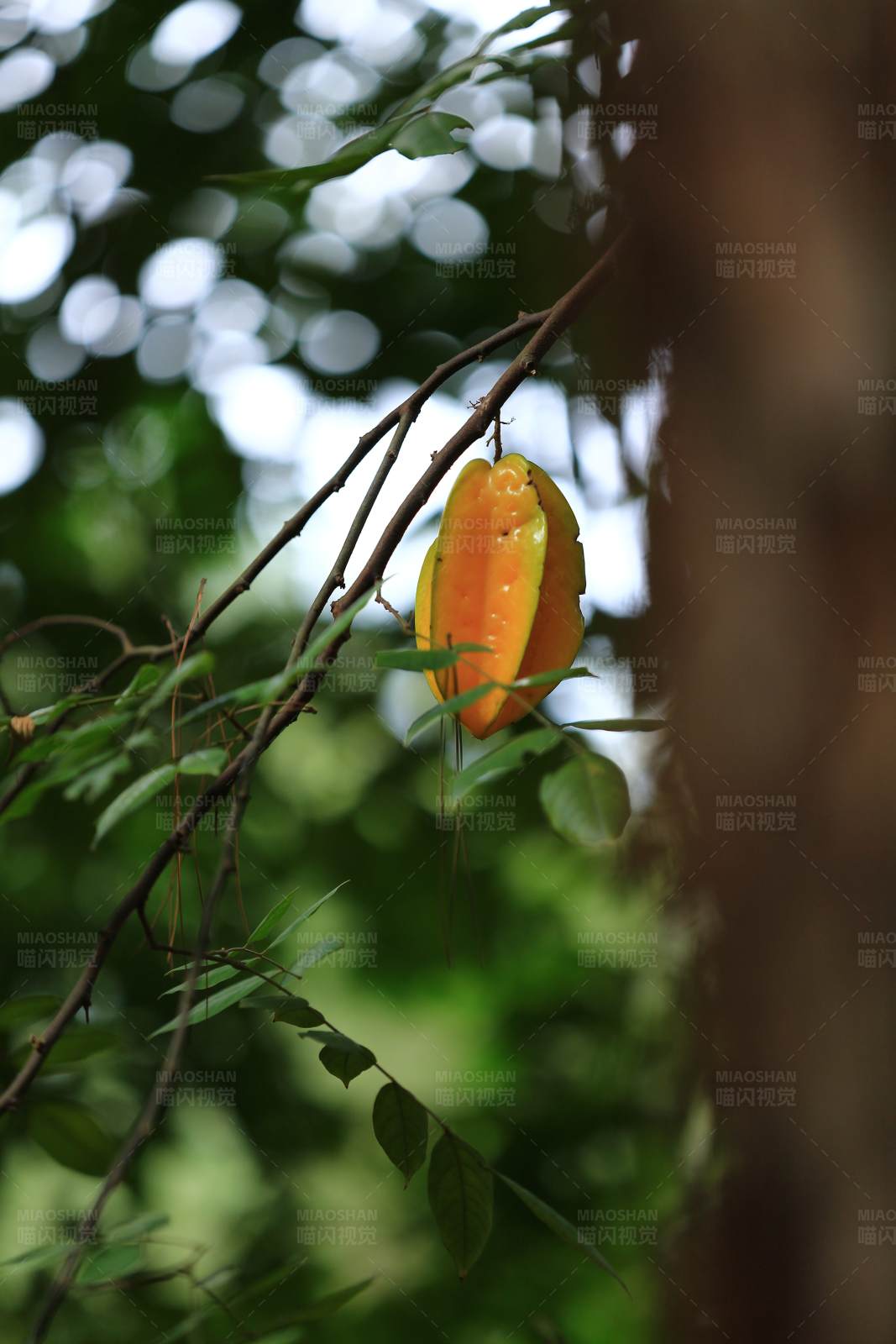 树上的杨桃图片