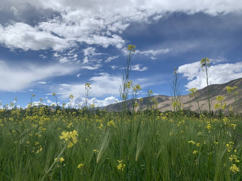 花开遍野 蓝天白云图片