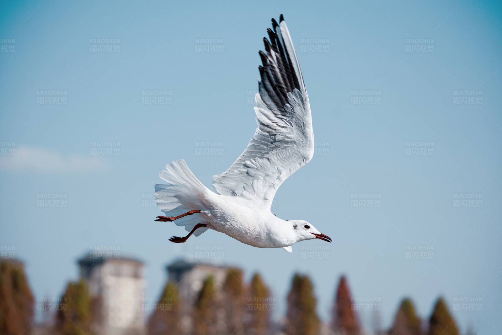 飞翔的海鸥图片