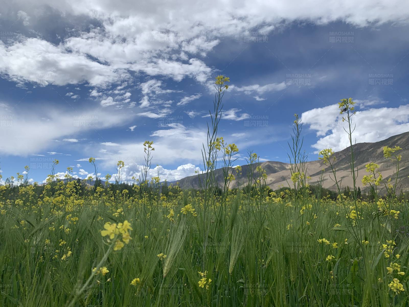 花开遍野 蓝天白云图片