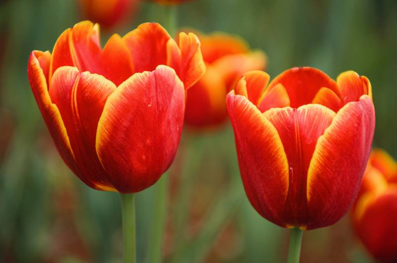 红色郁金香的美丽瞬间图片