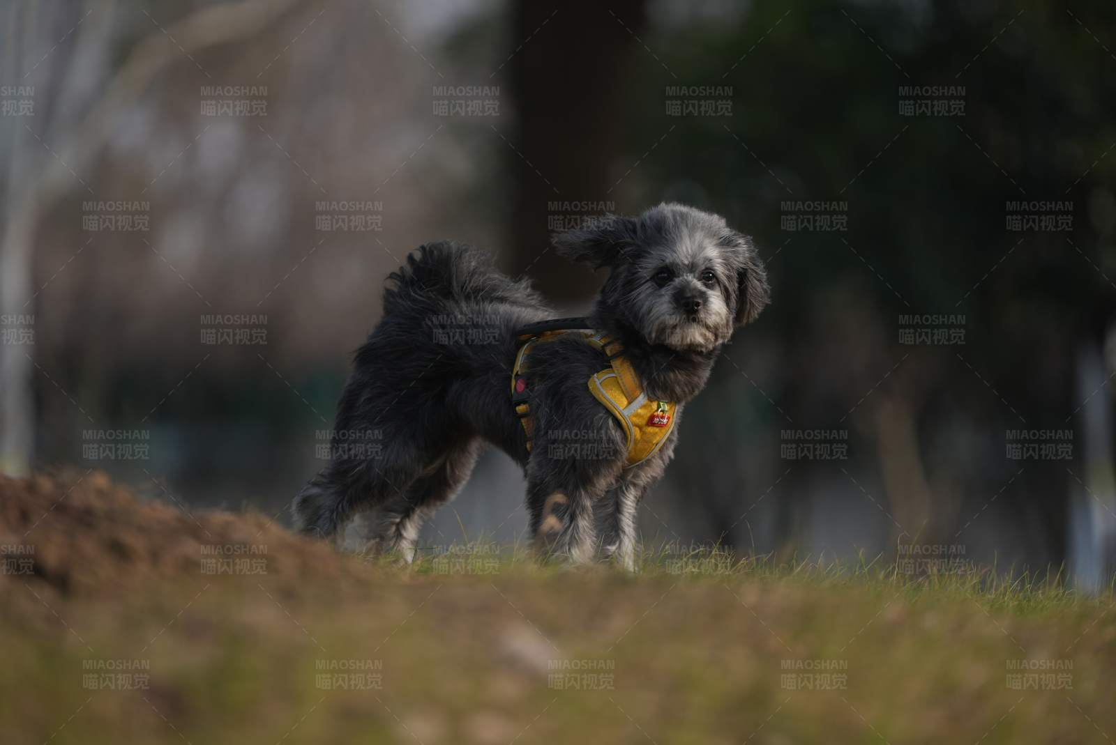 小狗的快乐时光图片