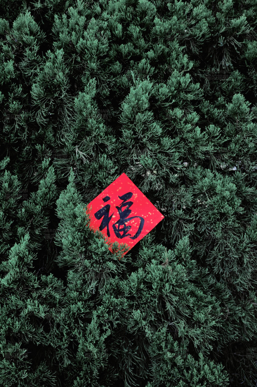 福字藏松间图片