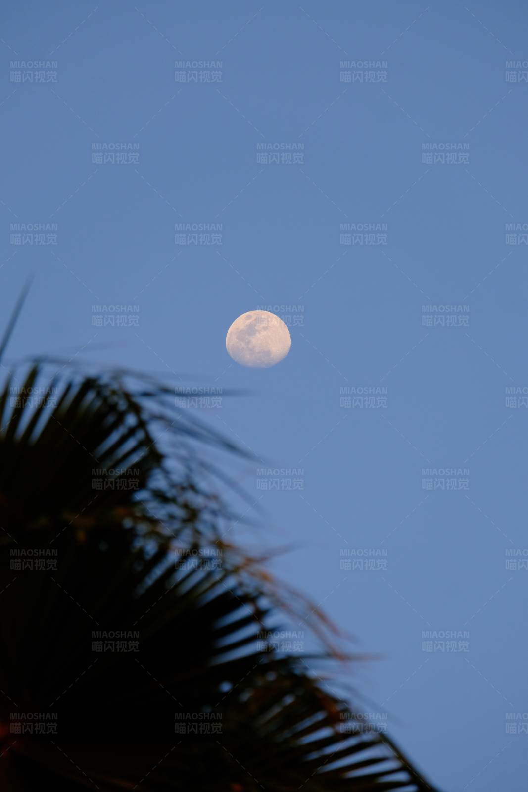 椰影月色图片