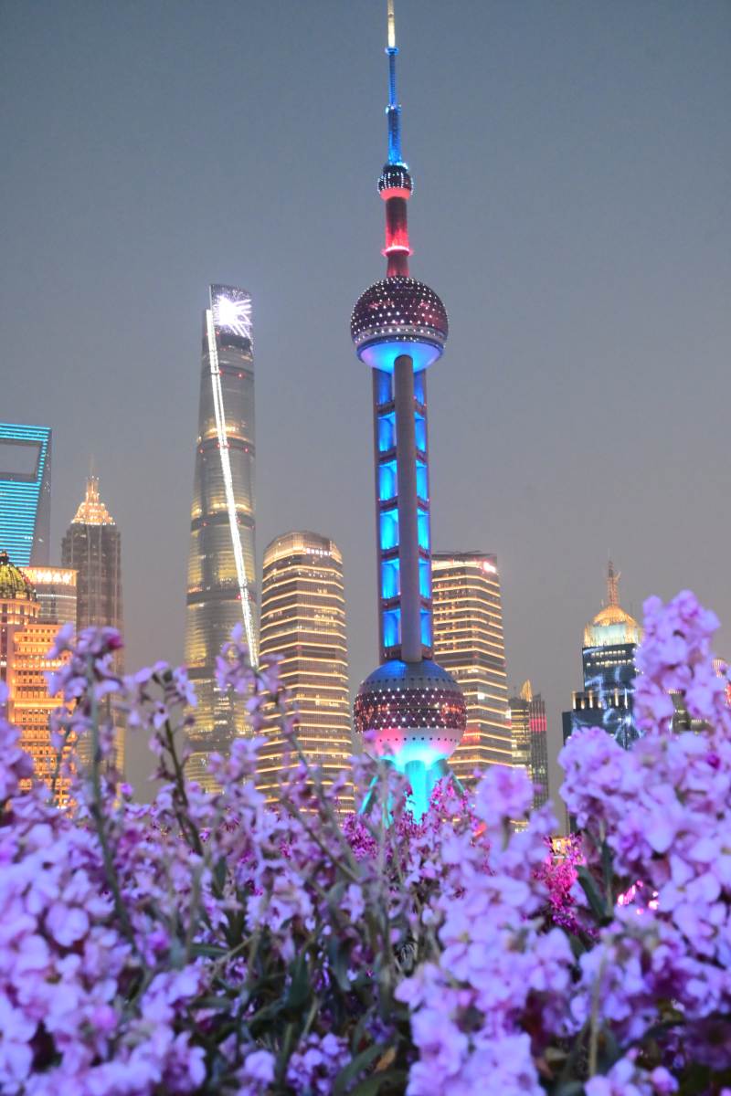 上海夜景与紫色花海图片