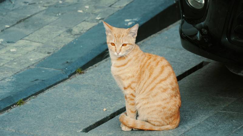 街头的橙色猫咪图片