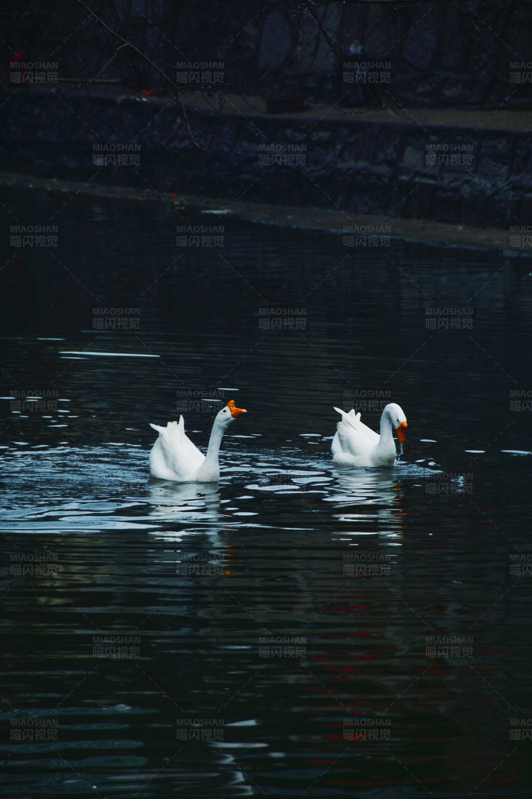 湖中游弋的两只白鹅图片