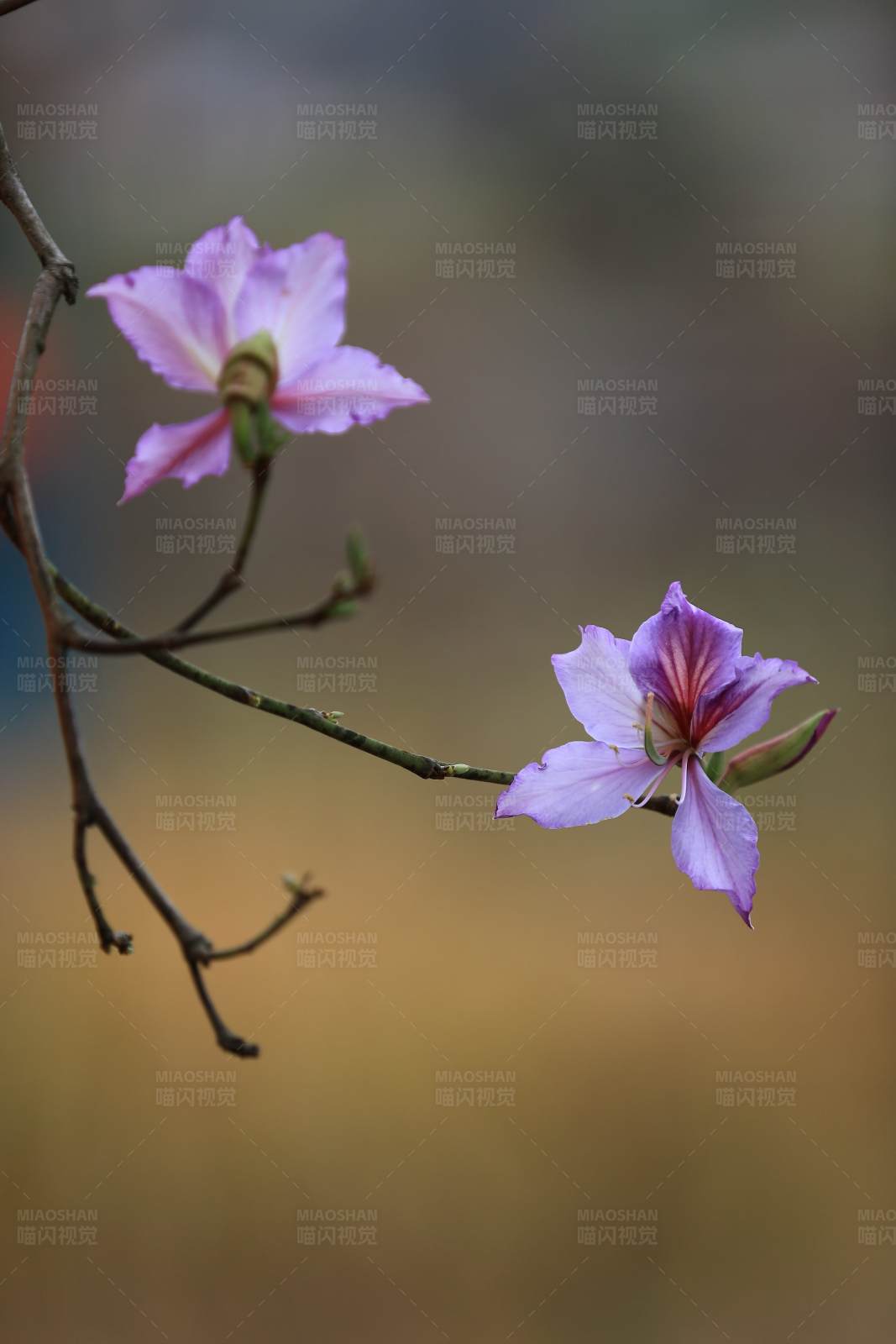 紫荆花的美丽瞬间图片