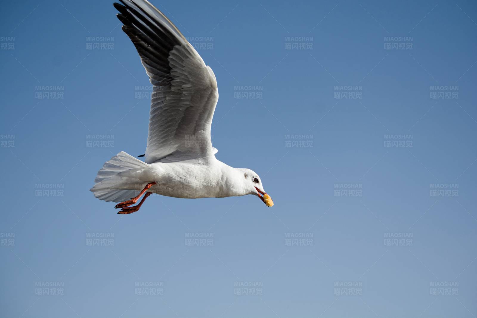 翱翔蓝天的海鸥图片