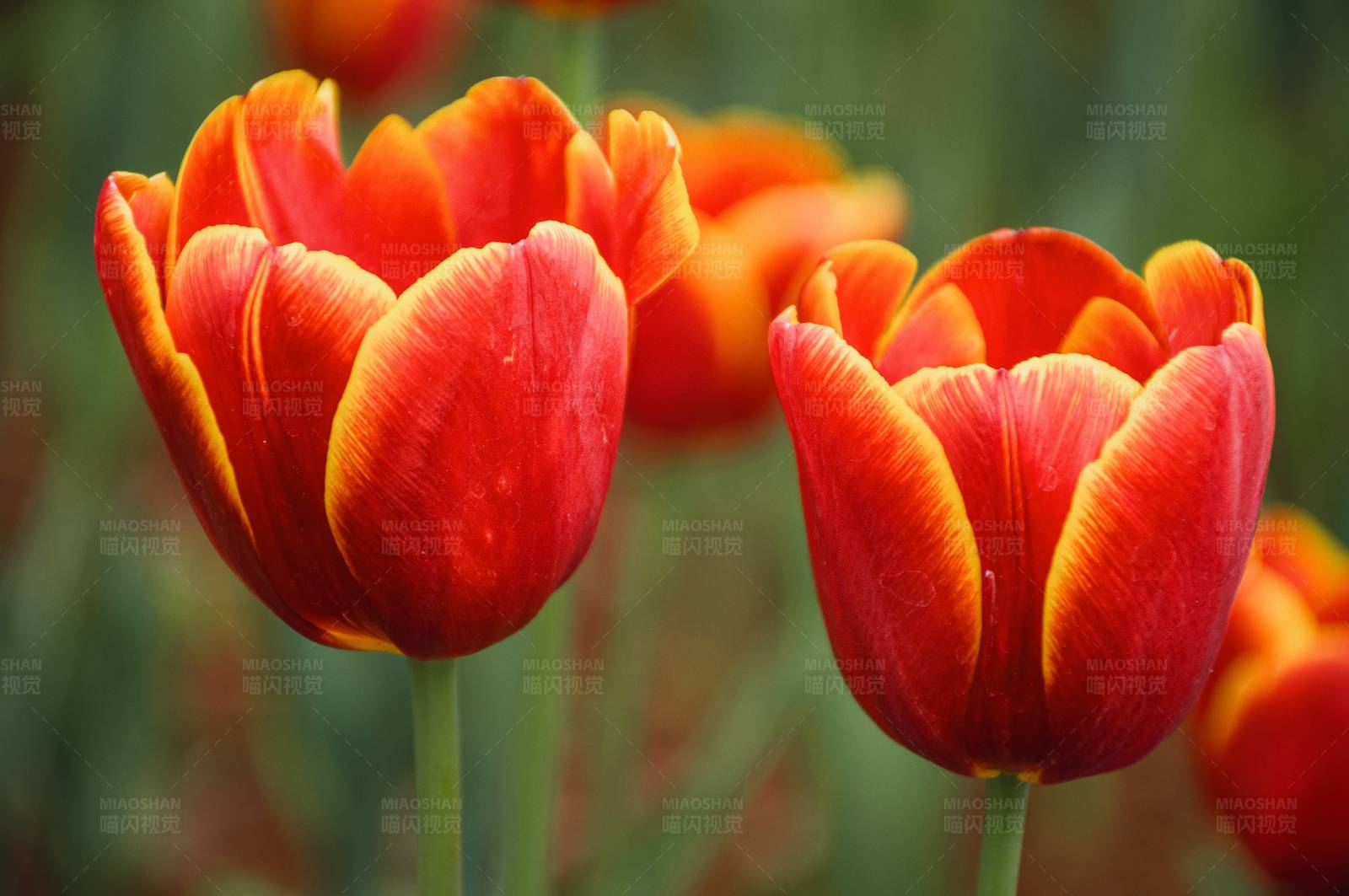 红色郁金香的美丽瞬间图片