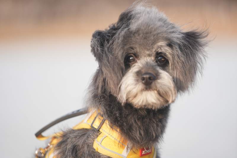 小灰狗的黄色背心图片