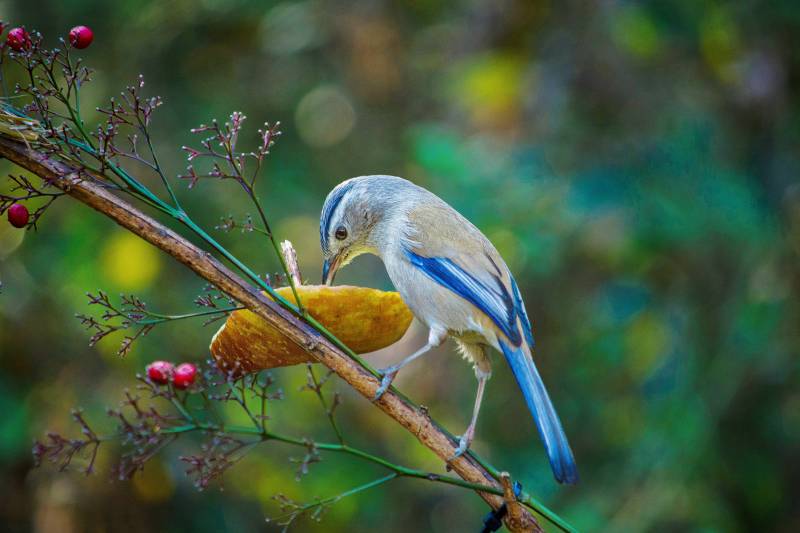 鸟儿与果实图片