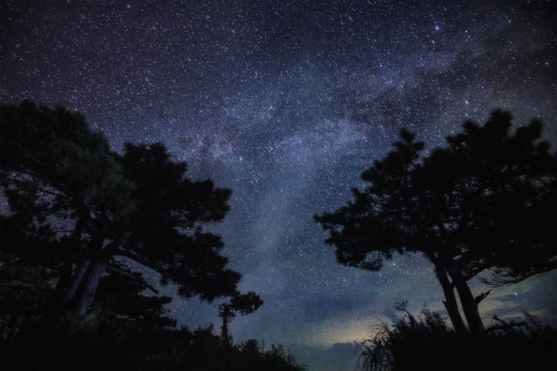 星空下的树影图片