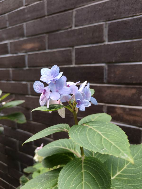 墙边的紫色绣球花图片