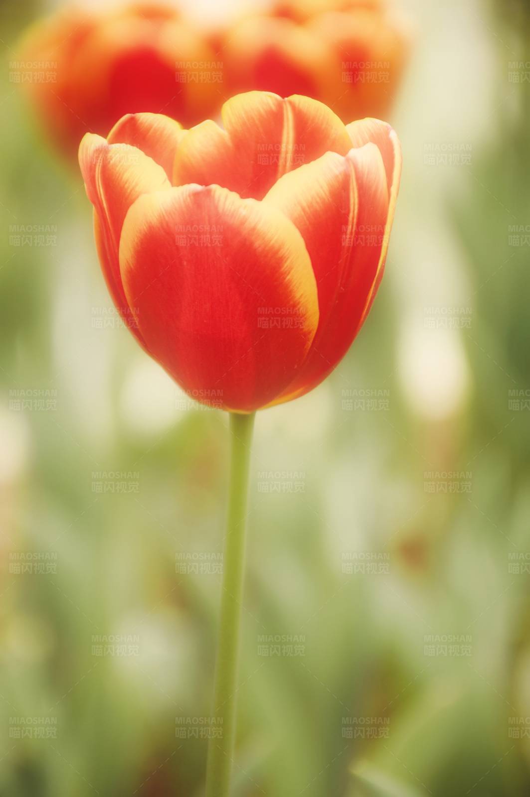 橙色郁金香的温暖光辉图片