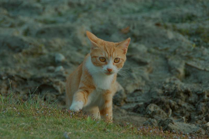 橙白猫的探索之旅图片