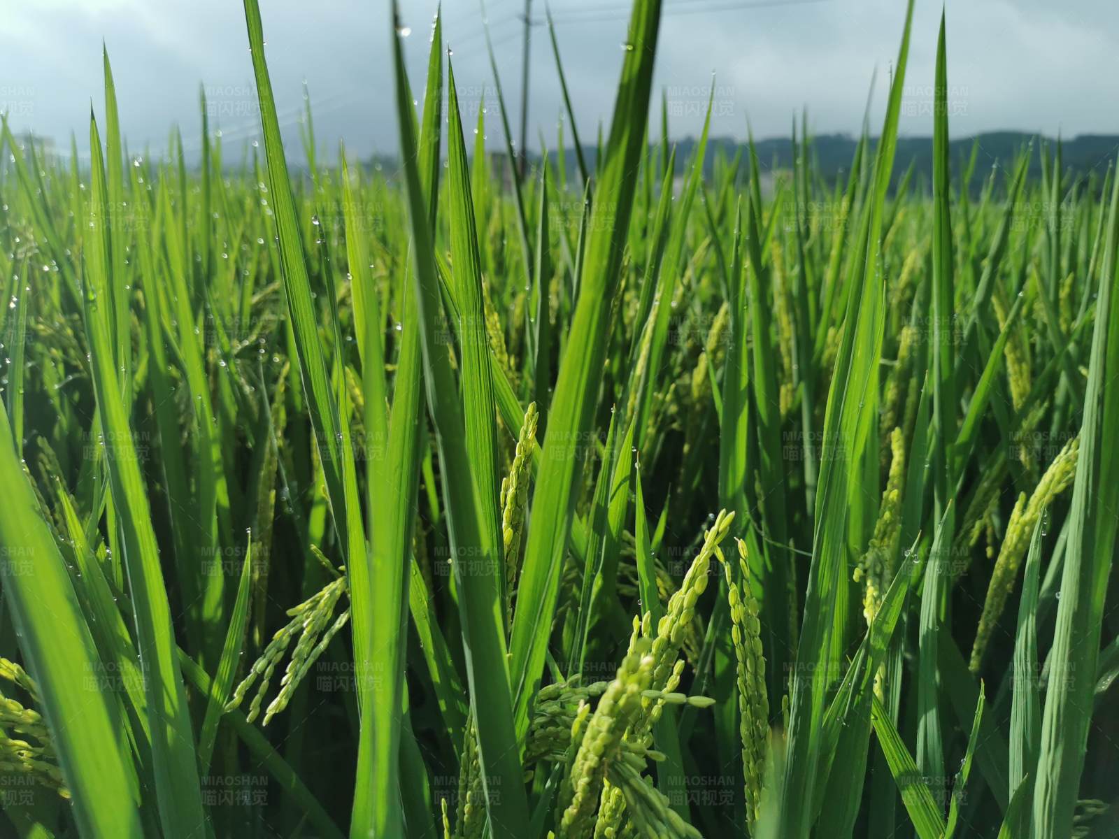 稻田丰收景象图片