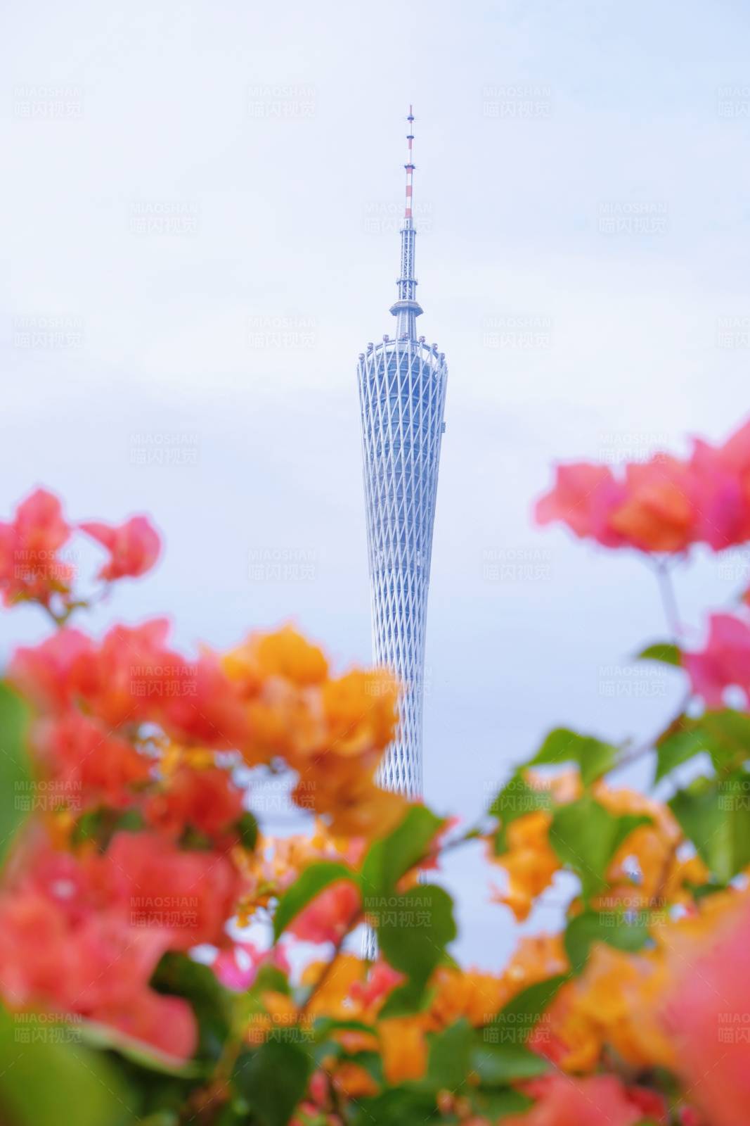 广州塔花间景图片