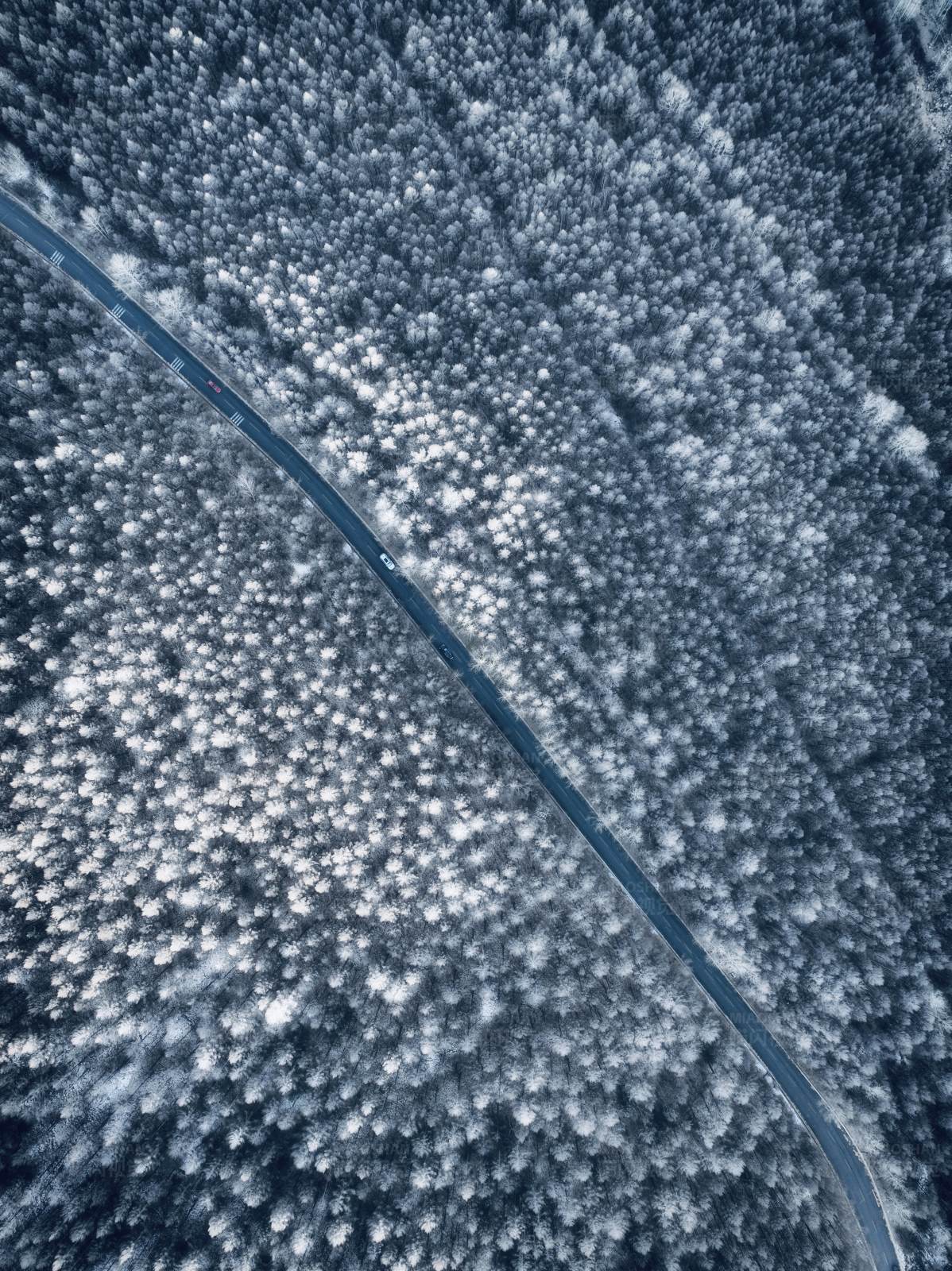 雪中森林之路图片