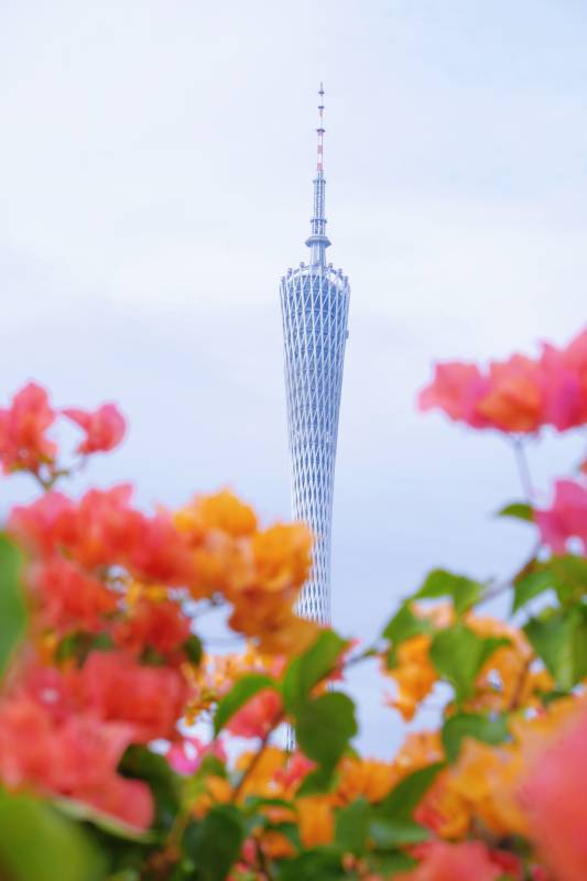 广州塔花间景图片