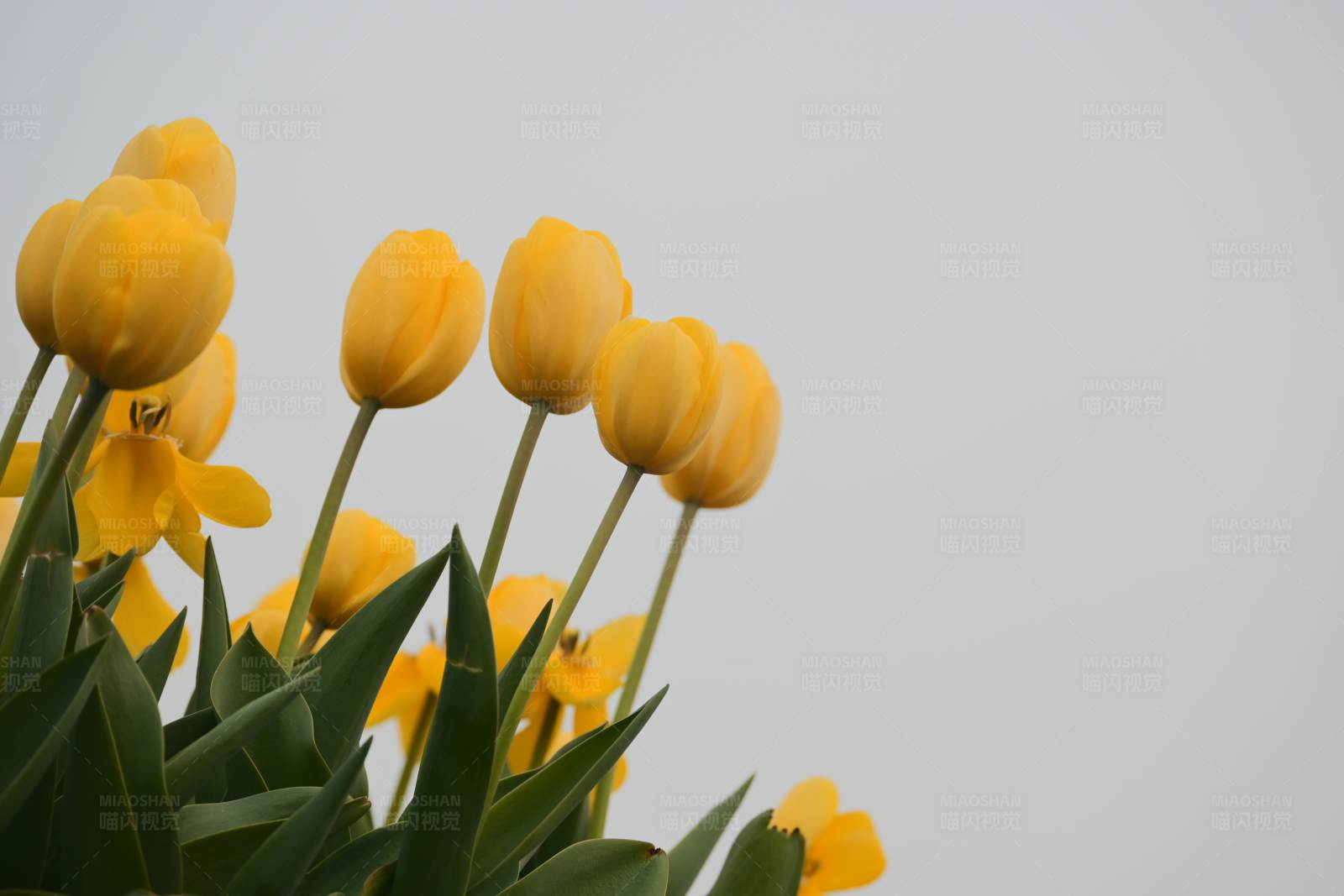 黄色郁金香的春天图片